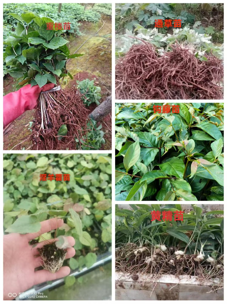 出售，大量黄精苗，重楼苗，淫羊霍苗，通草苗，钩藤苗